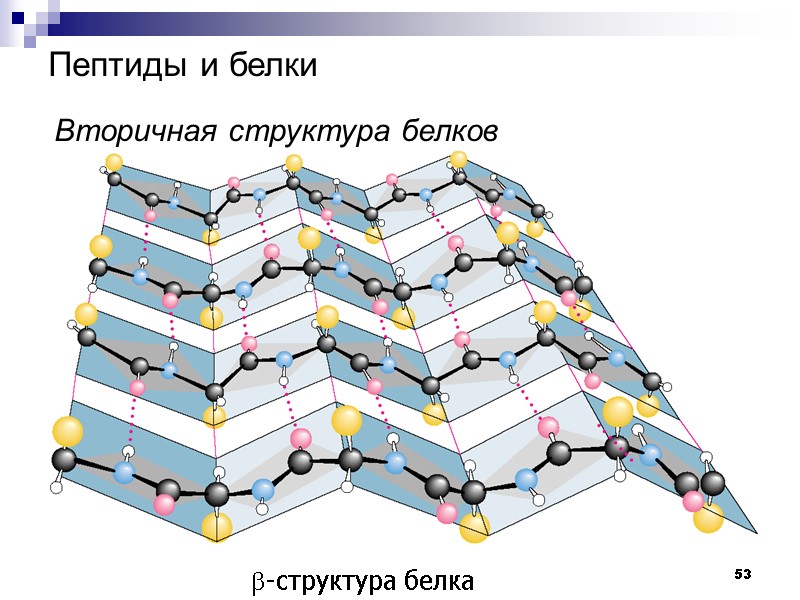 53 Пептиды и белки    Вторичная структура белков  b-структура белка